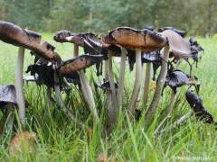 Coprinopsis atramentaria
