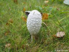 Coprinus comatus