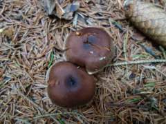 Cortinarius brunneus