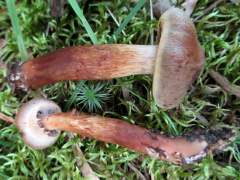 Cortinarius brunneus