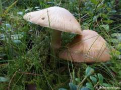 Cortinarius caperatus