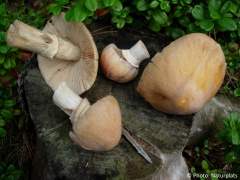 Cortinarius caperatus