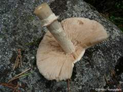 Cortinarius caperatus