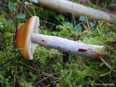 Cortinarius collinitus
