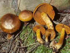 Cortinarius malicorius