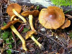 Cortinarius malicorius