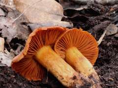 Cortinarius orellanus