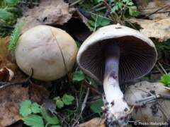 Cortinarius porphyropus