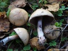 Cortinarius porphyropus