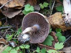 Cortinarius porphyropus