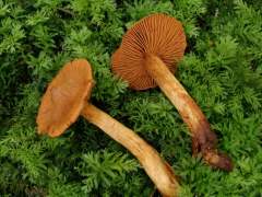 Cortinarius rubellus