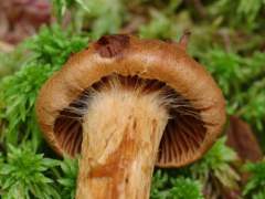 Cortinarius rubellus