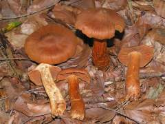 Cortinarius rubellus