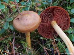 Cortinarius semisanguineus