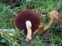 Cortinarius semisanguineus