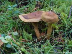 Cortinarius semisanguineus