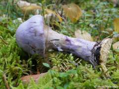 Cortinarius traganus