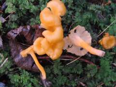 Craterellus lutescens