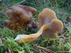 Craterellus tubaeformis