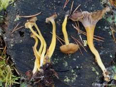 Craterellus tubaeformis