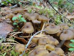 Craterellus tubaeformis