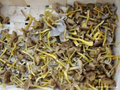 Craterellus tubaeformis