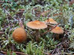 Cystoderma amianthinum