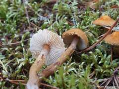 Cystoderma amianthinum