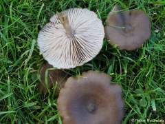 Entoloma sericeum