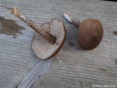 Entoloma sericeum