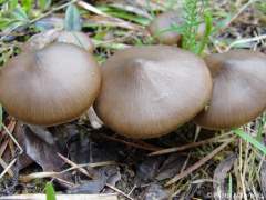 Entoloma vernum