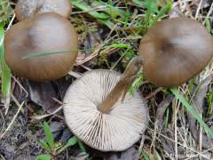 Entoloma vernum