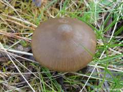 Entoloma vernum