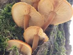 Flammulina velutipes