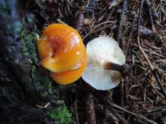 Flammulina velutipes