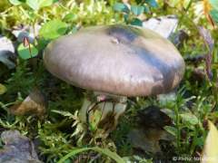 Gomphidius glutinosus