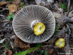 Gomphidius glutinosus