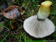 Gomphidius glutinosus