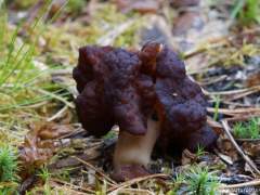 Gyromitra esculenta