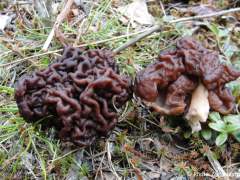 Gyromitra esculenta