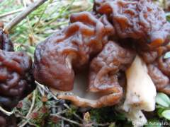 Gyromitra esculenta