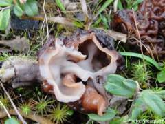 Gyromitra esculenta