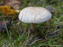 Hebeloma crustuliniforme