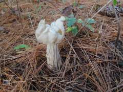 Helvella crispa