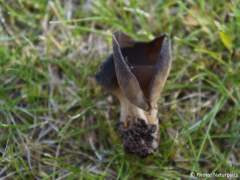 Helvella queletii