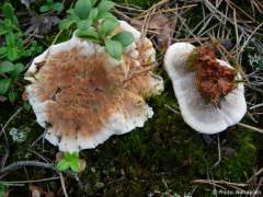 Hydnellum aurantiacum