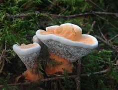 Hydnellum aurantiacum