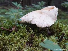 Hydnum repandum