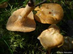 Hydnum rufescens