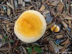 Hygrophoropsis aurantiaca